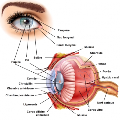 Anatomie oeil 1