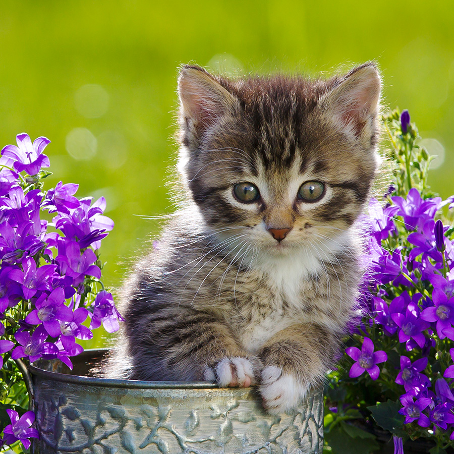 Chatons 5367 kit004