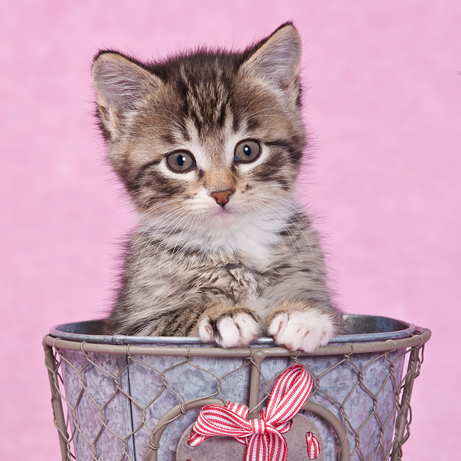 Chatons 5368 kit009