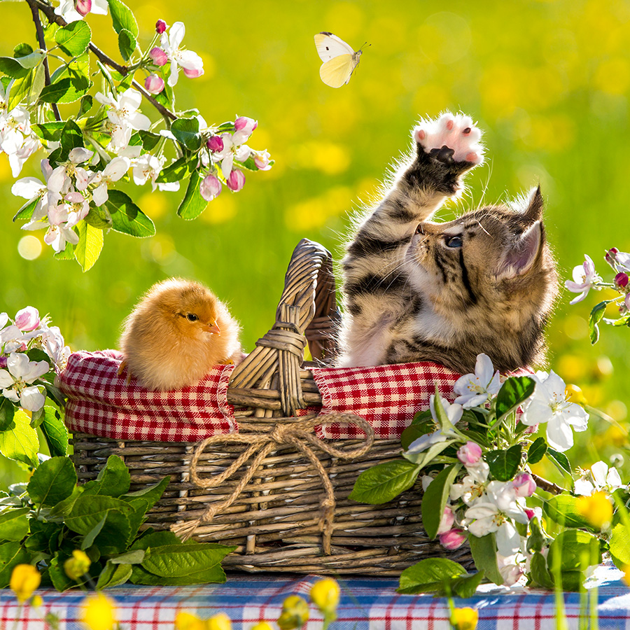 Chatons 5369 kit014