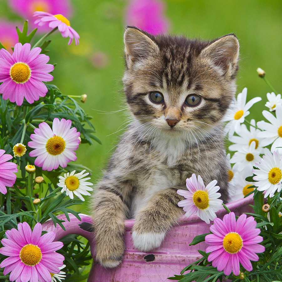 Chatons 5370 kit007