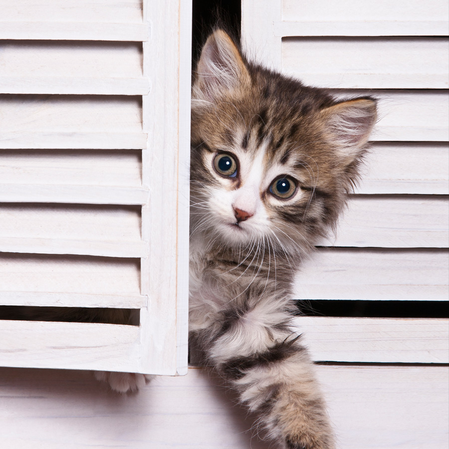 Chatons 5371 kit011