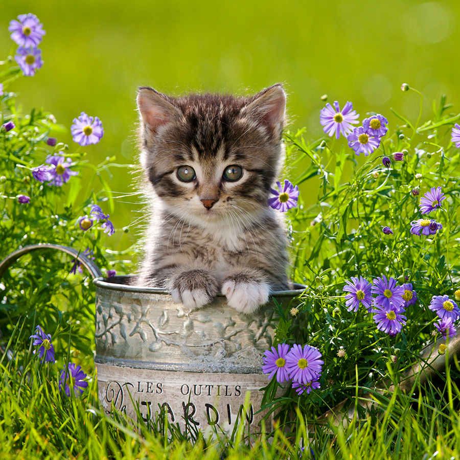 Chatons 5372 kit002