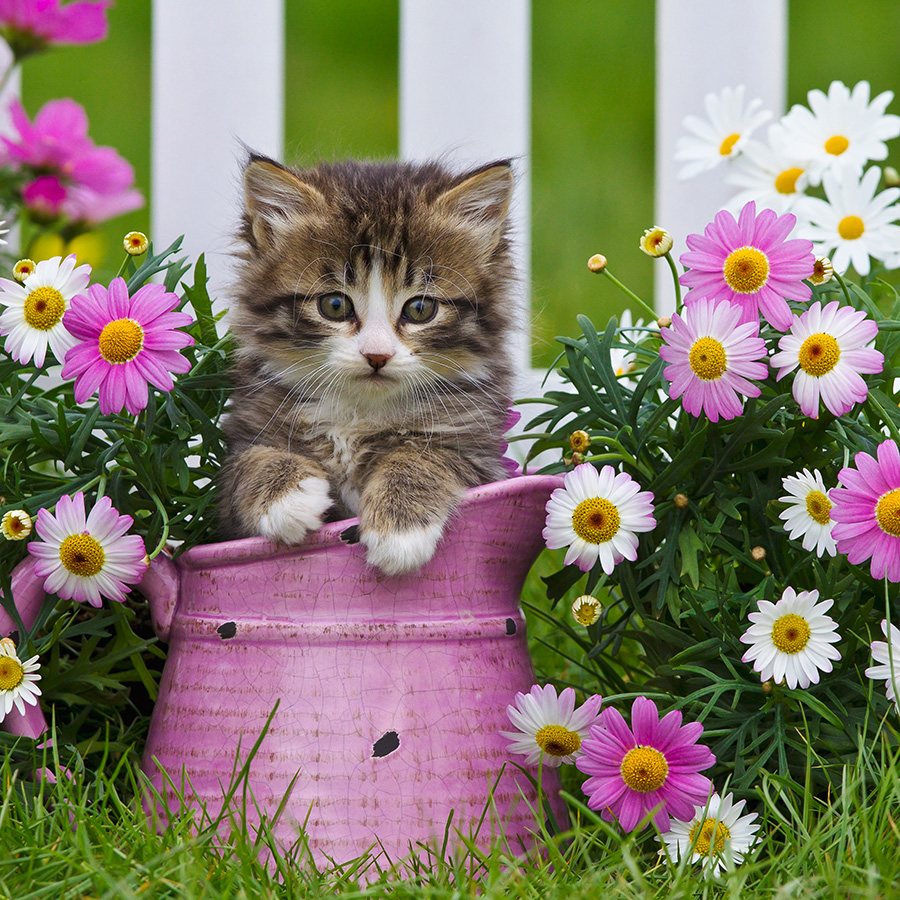 Chatons 5373 kit006