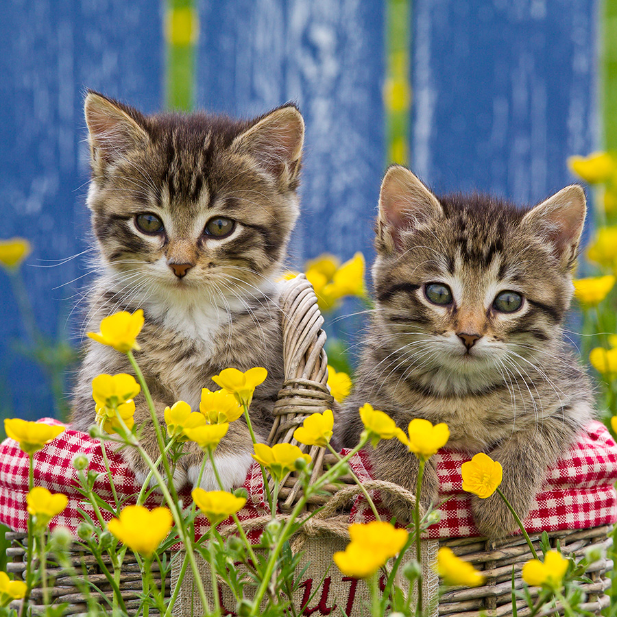 Chatons 5374 kit013