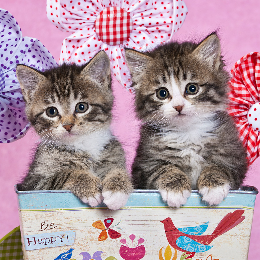 Chatons 5375 kit010