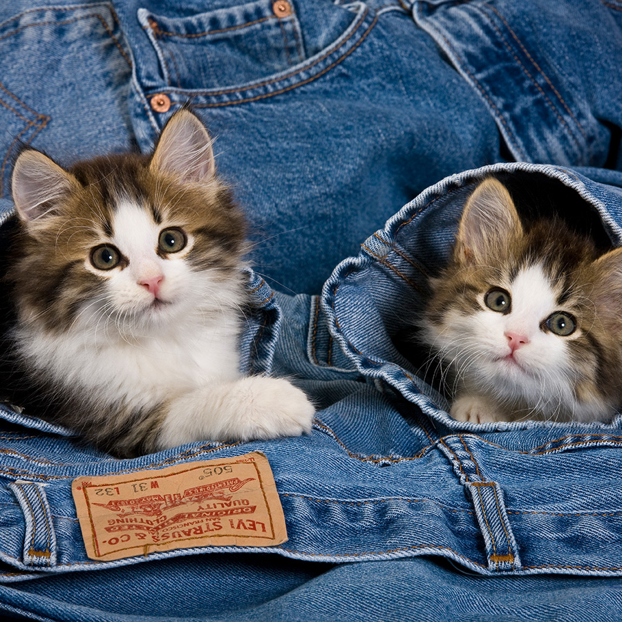Chatons 5376 kit019