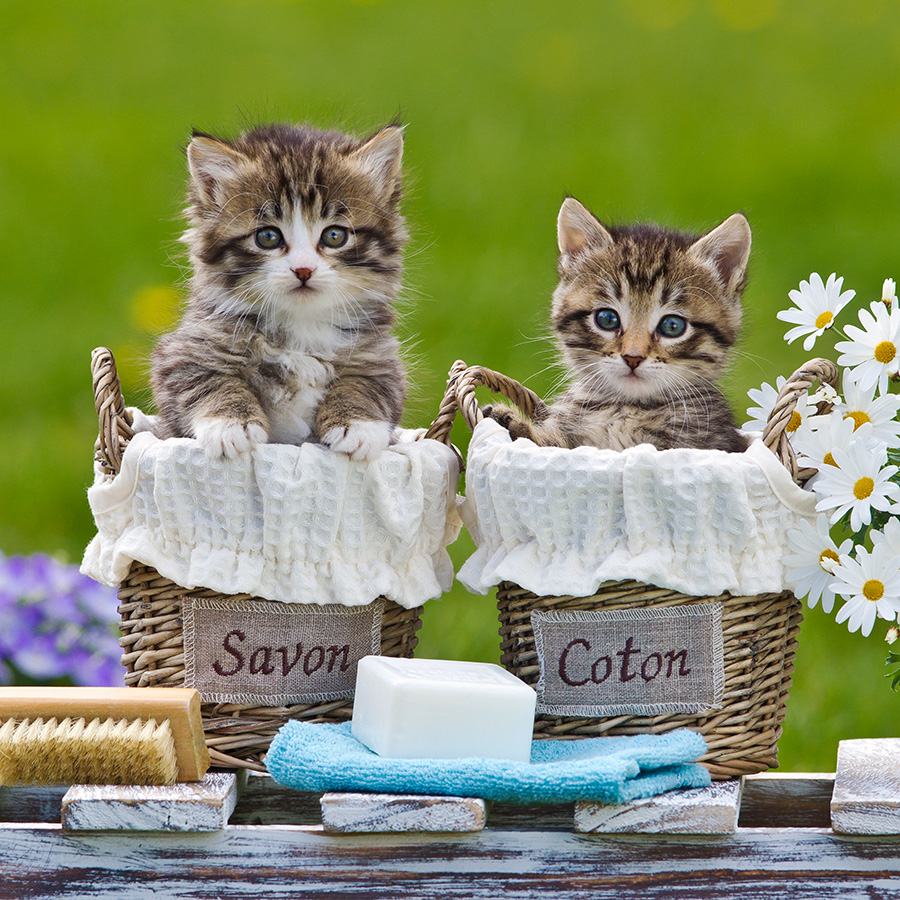 Chatons 5377 kit003