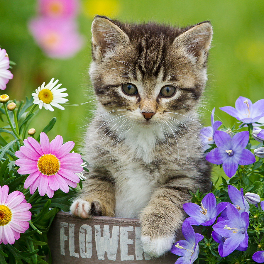 Chatons 5378 kit008