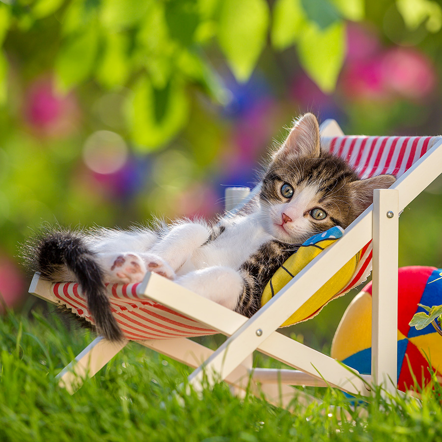 Chatons 5379 kit020