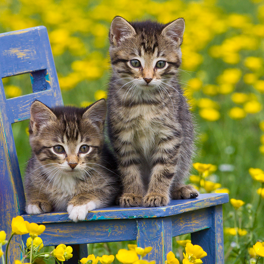 Chatons 5380 kit012