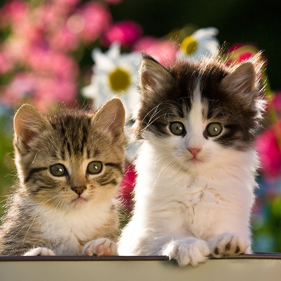 Chatons 5381 kit016