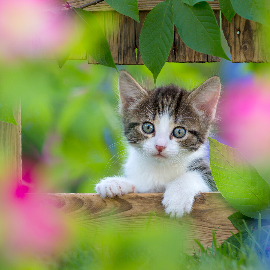 Chatons 5383 kit021