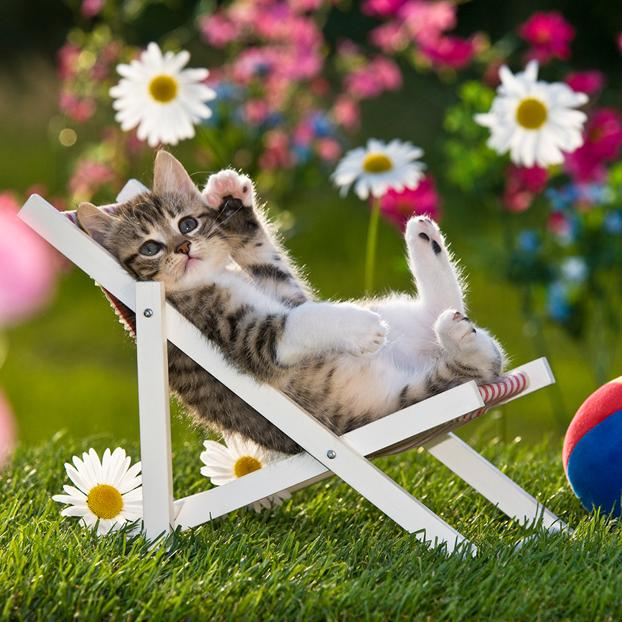 Chatons 5384 kit017