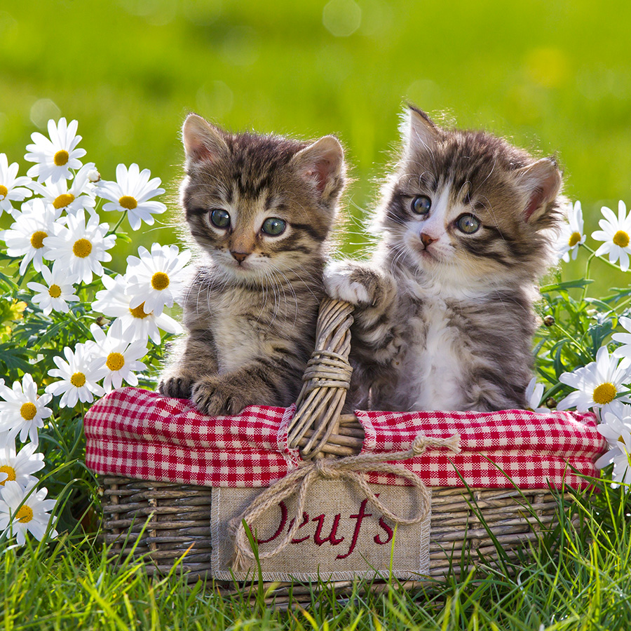 Chatons 5385 kit005