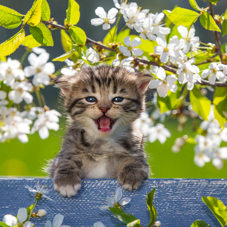 Chatons 5386 kit001