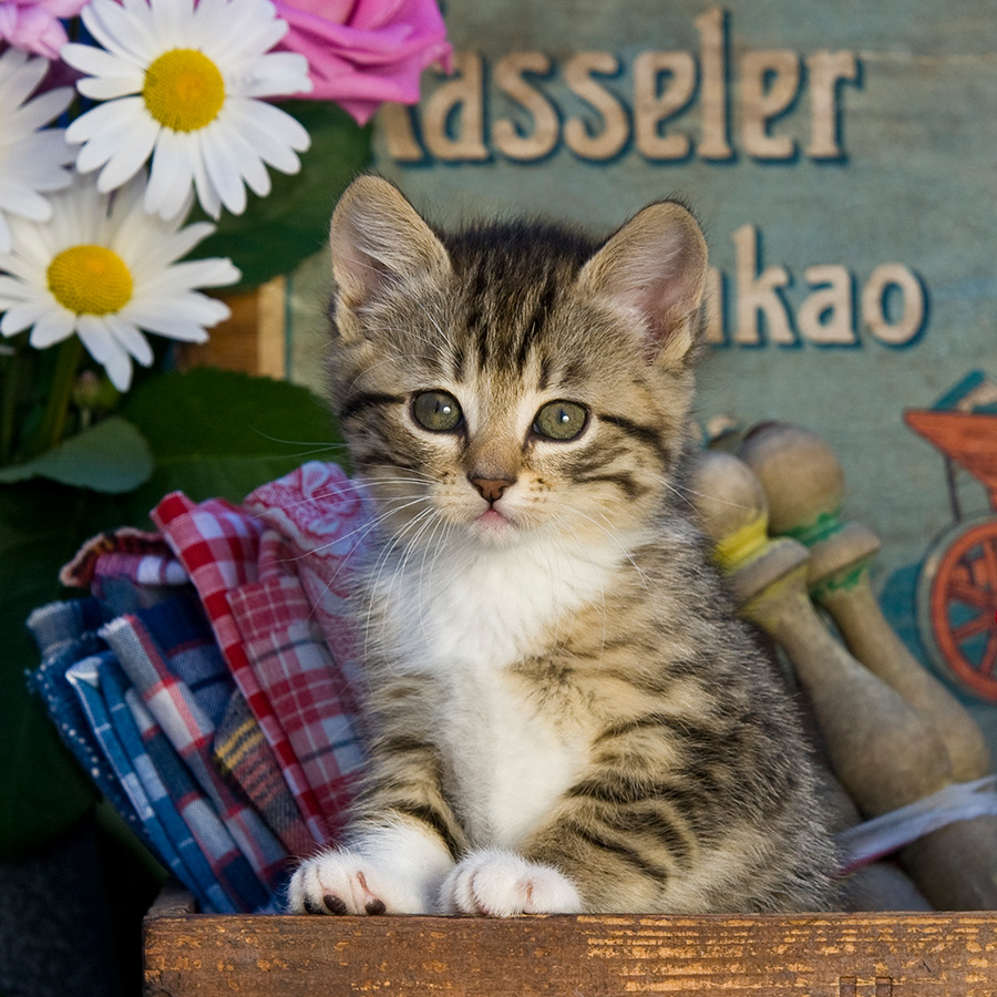 Chatons 5387 kit018