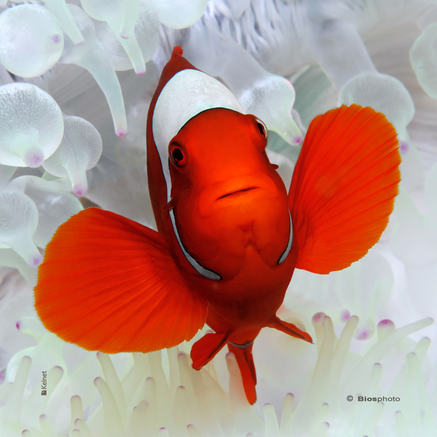 Collec couleurs aquatiques 2 4700 aqua219