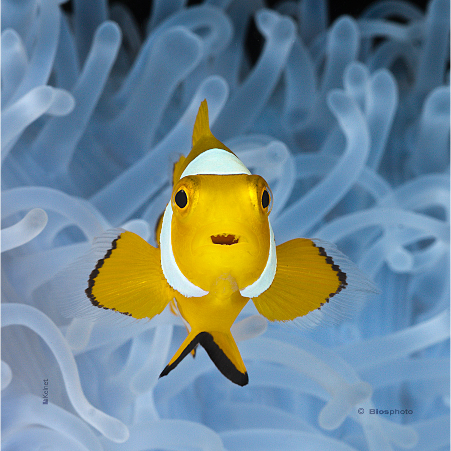 Collec couleurs aquatiques 2 4704 aqua215