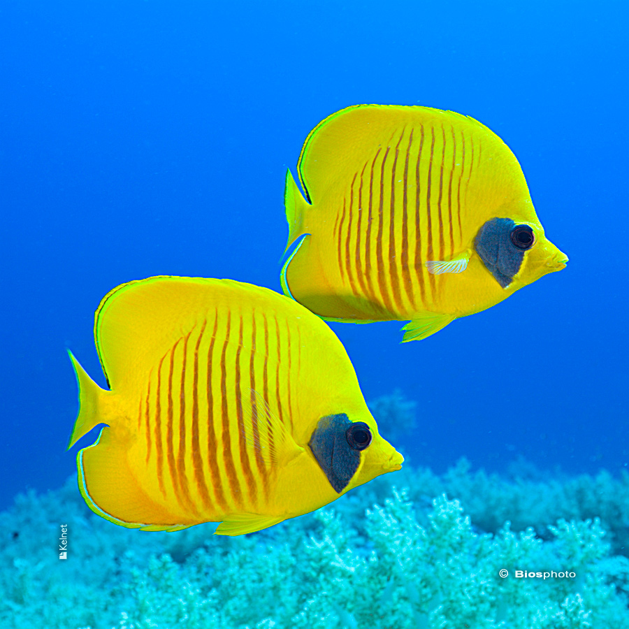 Collec couleurs aquatiques 2 4715 aqua205