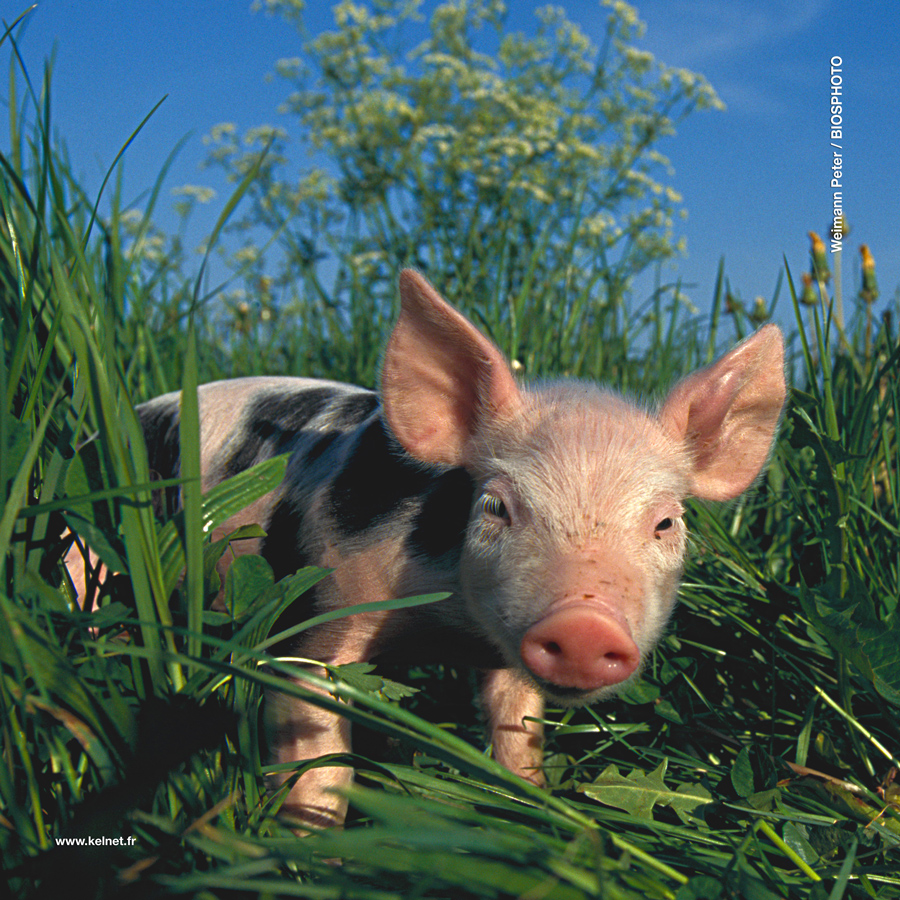 Microfibre lunettes cochon.jpg