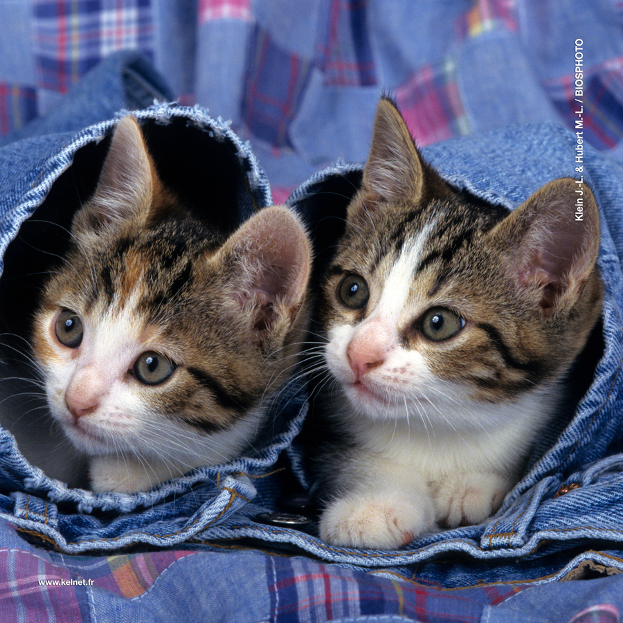 Microfibre lunettes chatons.jpg