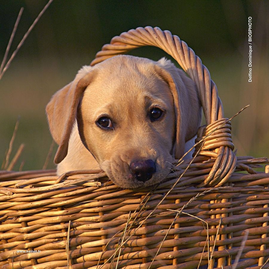 collection-bebes-animaux-1-1066-bba18.jpg