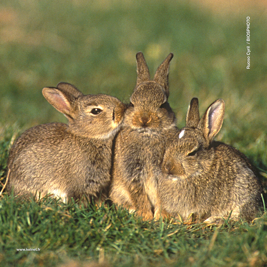 collection-bebes-animaux-1-1069-bba15.jpg