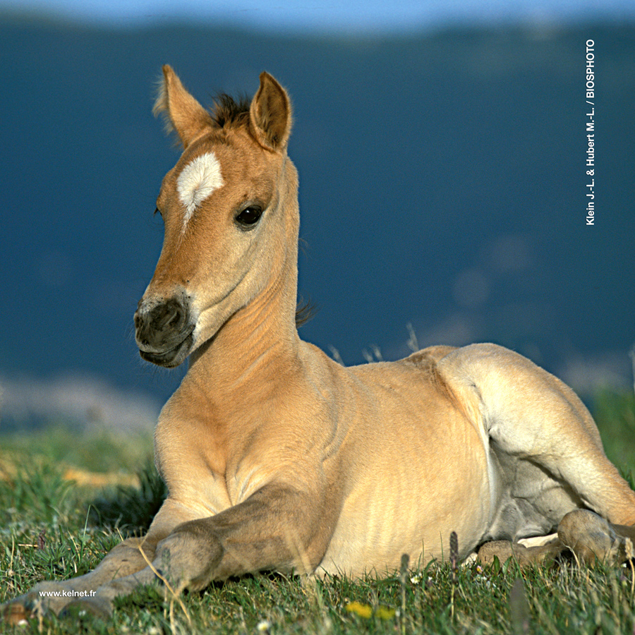 collection-bebes-animaux-1-1071-bba13.jpg