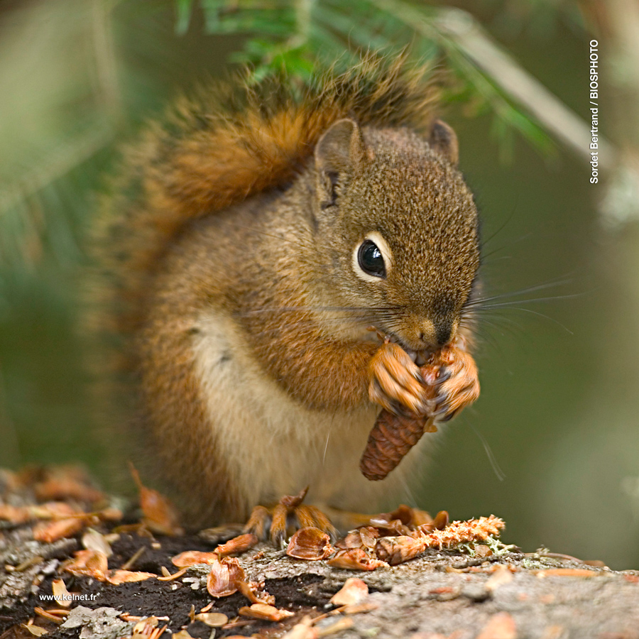 collection-bebes-animaux-1-1072-bba12.jpg
