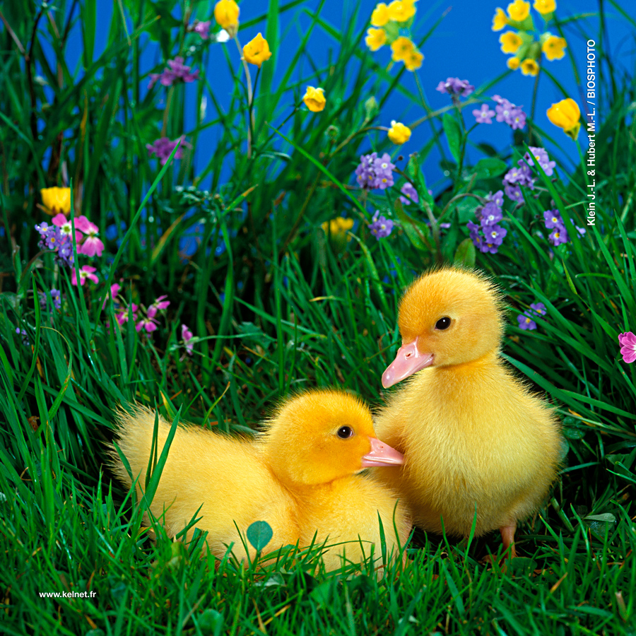 collection-bebes-animaux-1-1078-bba06.jpg