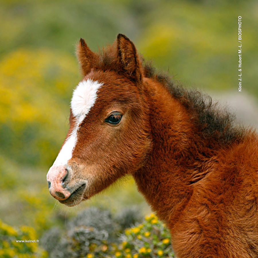 collection-bebes-animaux-1-1082-bba02.jpg