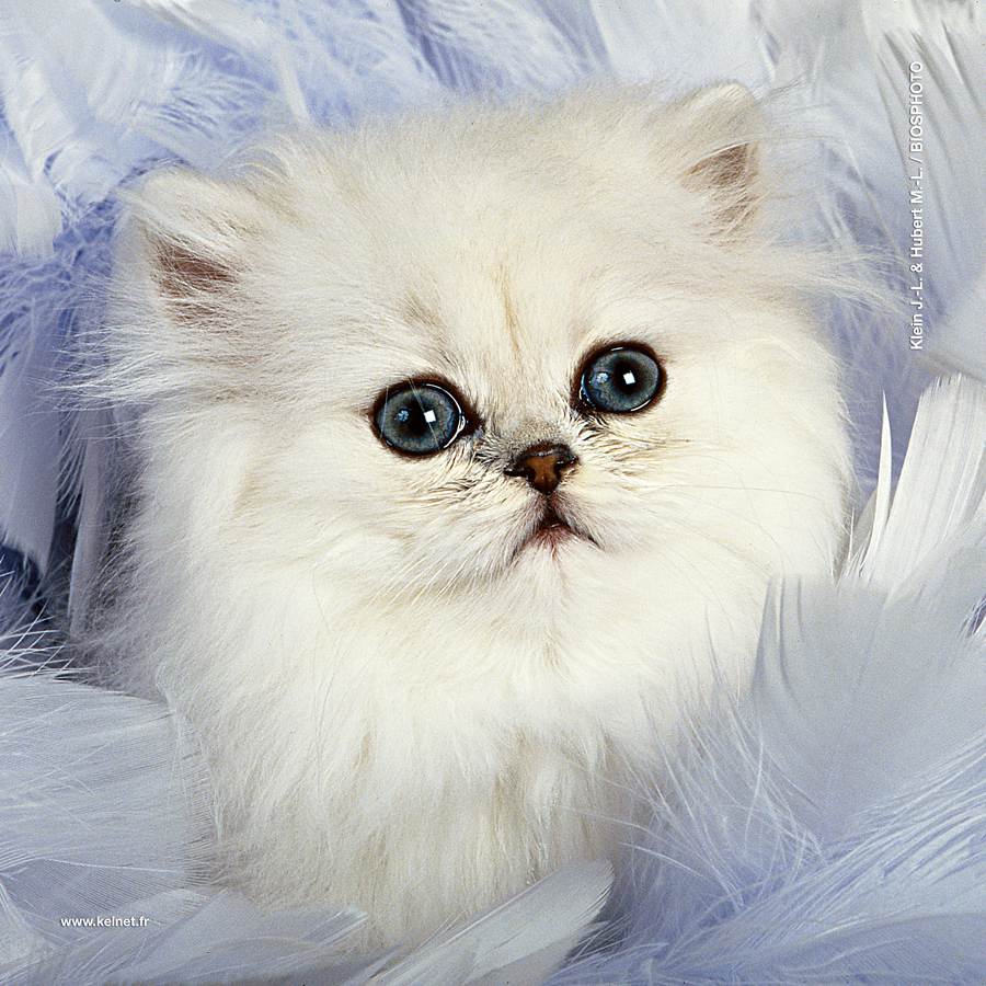 microfibre lunettes chaton.jpg