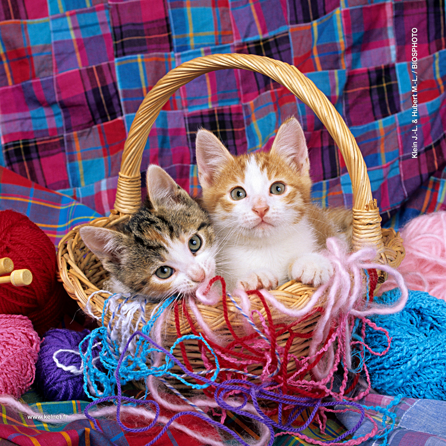 Collection bebes animaux 2 1089 bba37