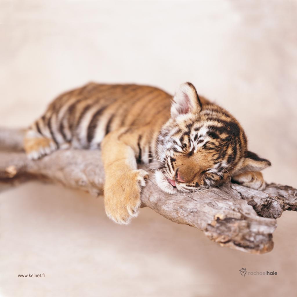 Microfibre lunettes tigre