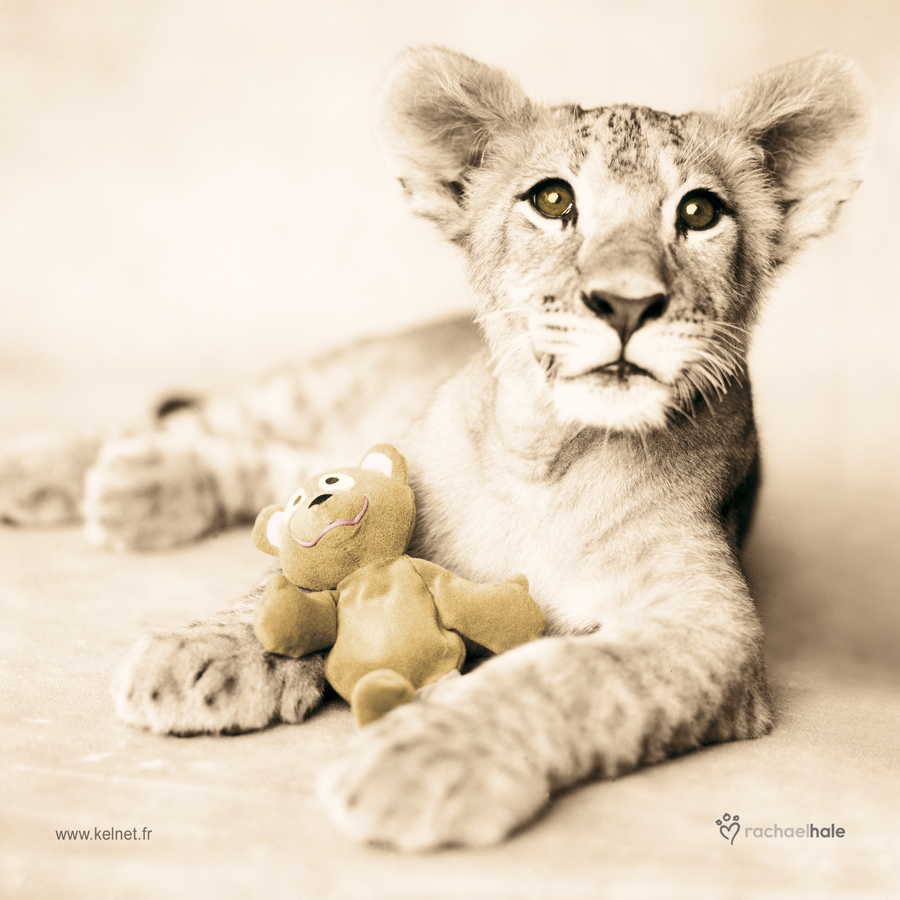 Microfibre Lunettes lion