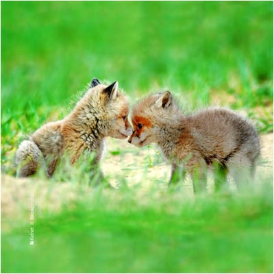 Microfibre lunettes animaux bbam01
