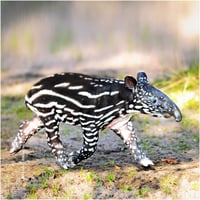 Microfibre lunettes animaux bbam07