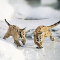 Microfibre lunettes animaux bbam08