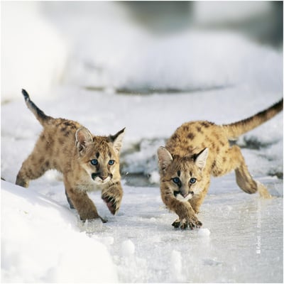 Microfibre lunettes animaux bbam08