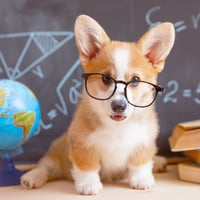 Microfibre lunettes animaux rigolo anim01 1