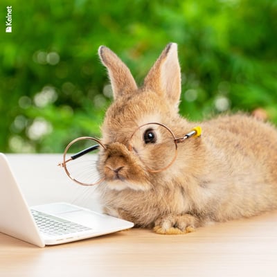 Microfibre lunettes animaux rigolo anim02 1
