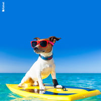 Microfibre lunettes animaux rigolo anim03 1