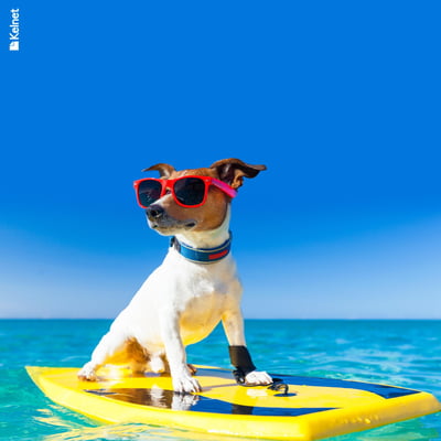 Microfibre lunettes animaux rigolo anim03 1