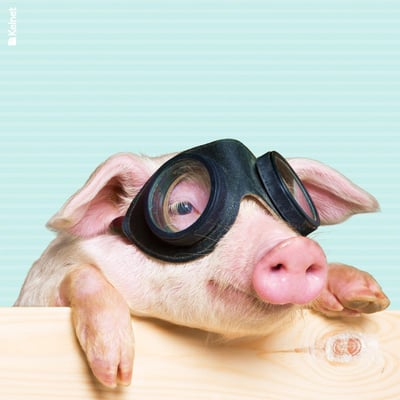 Microfibre lunettes animaux rigolo anim06 1
