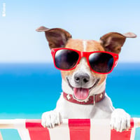 Microfibre lunettes animaux rigolo anim07 1