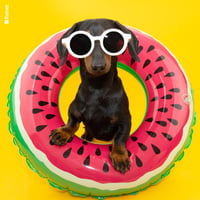 Microfibre lunettes animaux rigolo anim16 1