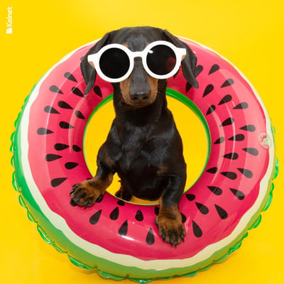 Microfibre lunettes animaux rigolo anim16 1
